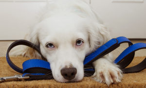 dog with leash waiting for a walk