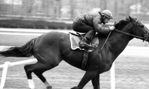 secretariat trains for 1973 belmont stakes